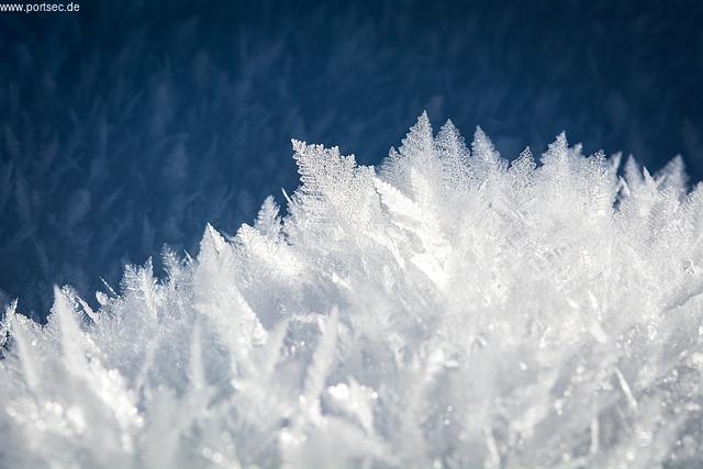 Die Bedeutung der Tanne in der Winterzeit