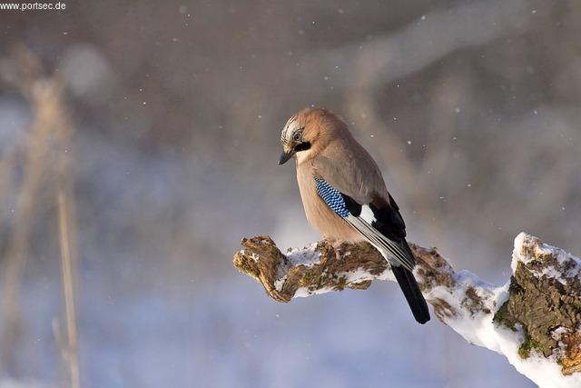 Die Freuden des Winters